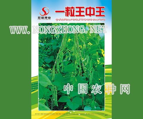 一粒王中王